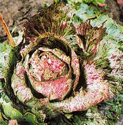 Chicria selvagem bicolor de Castelfranco